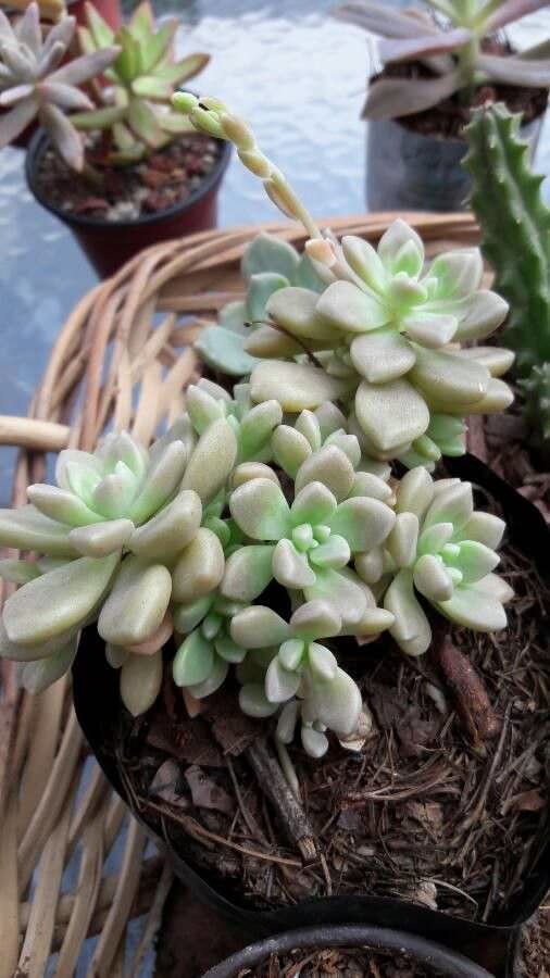 Graptopetalum mendozae